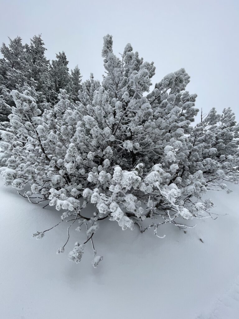 Frostige Büsche