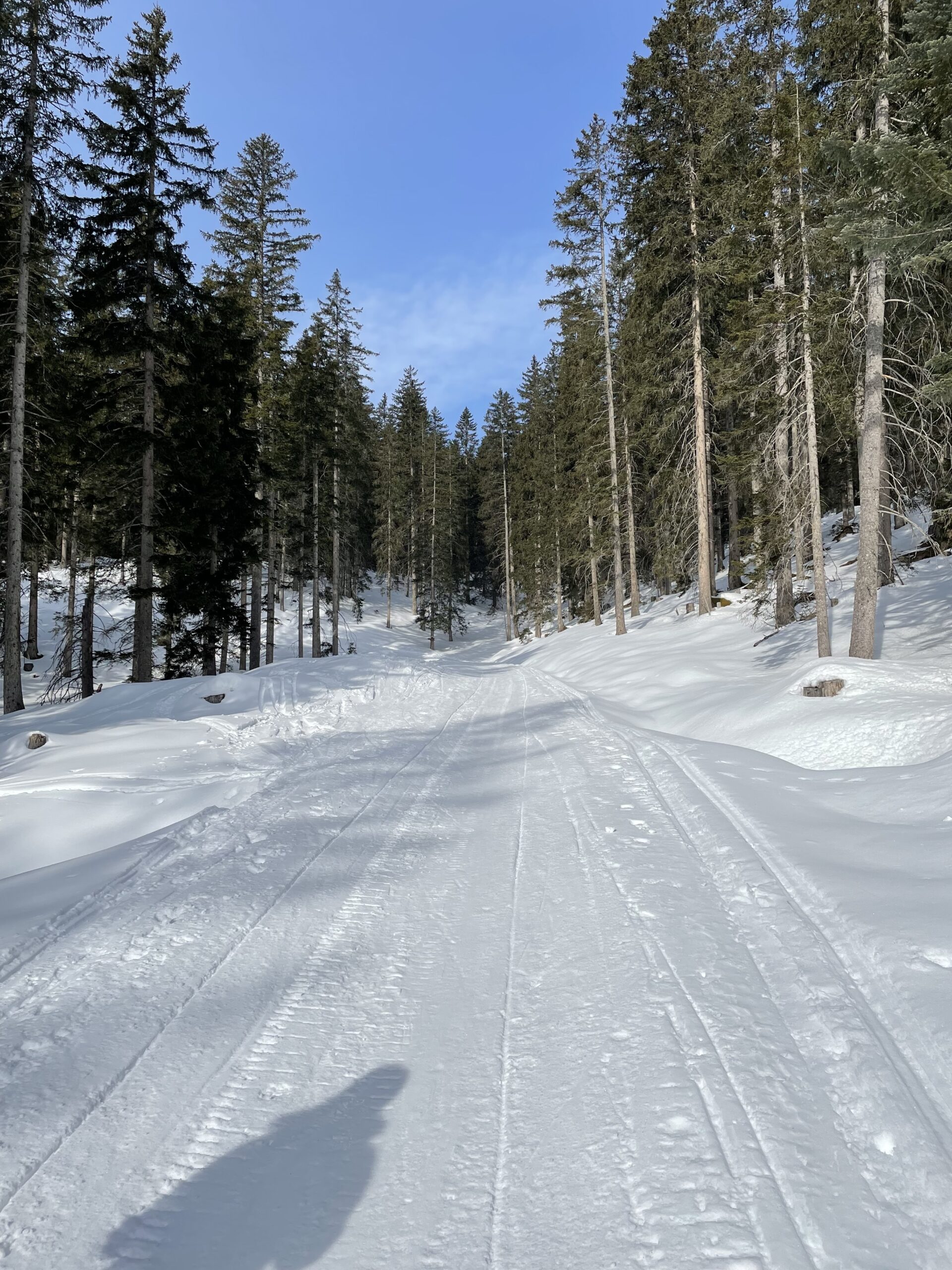 Schneescchuhtour Galtjoch Wald