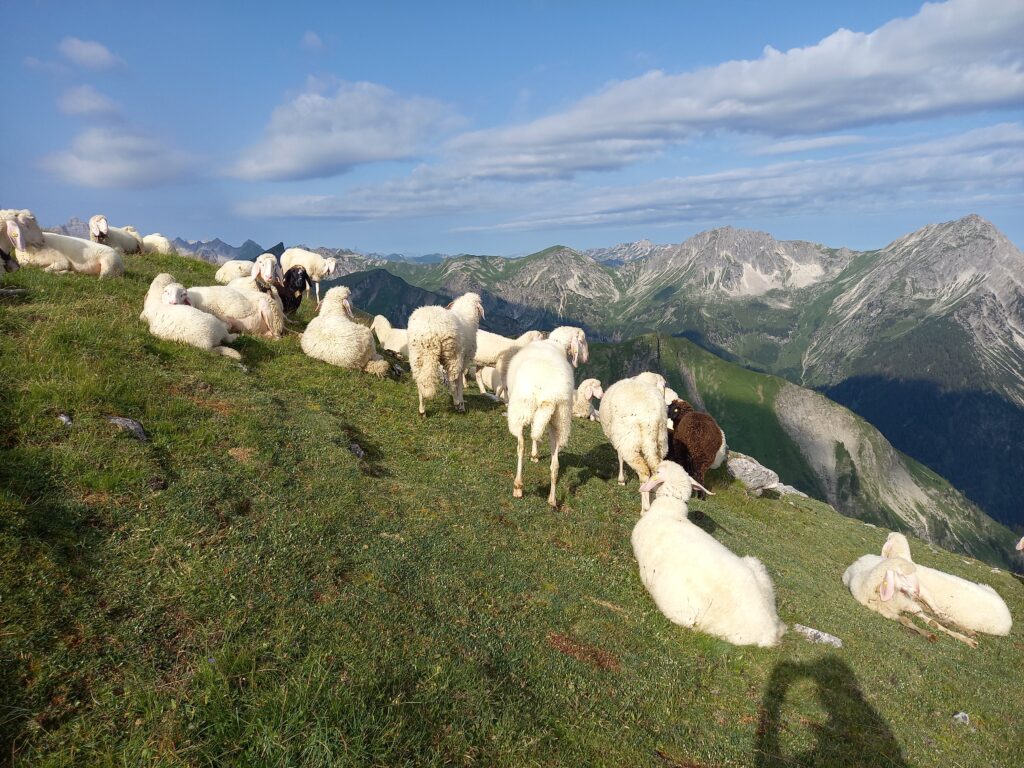 Schafe an der Sulzspitze