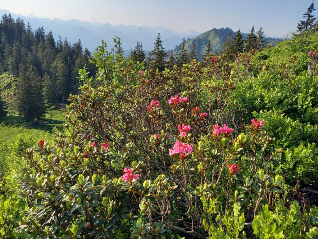 Alpenrosenblüte am Ochsenkopf